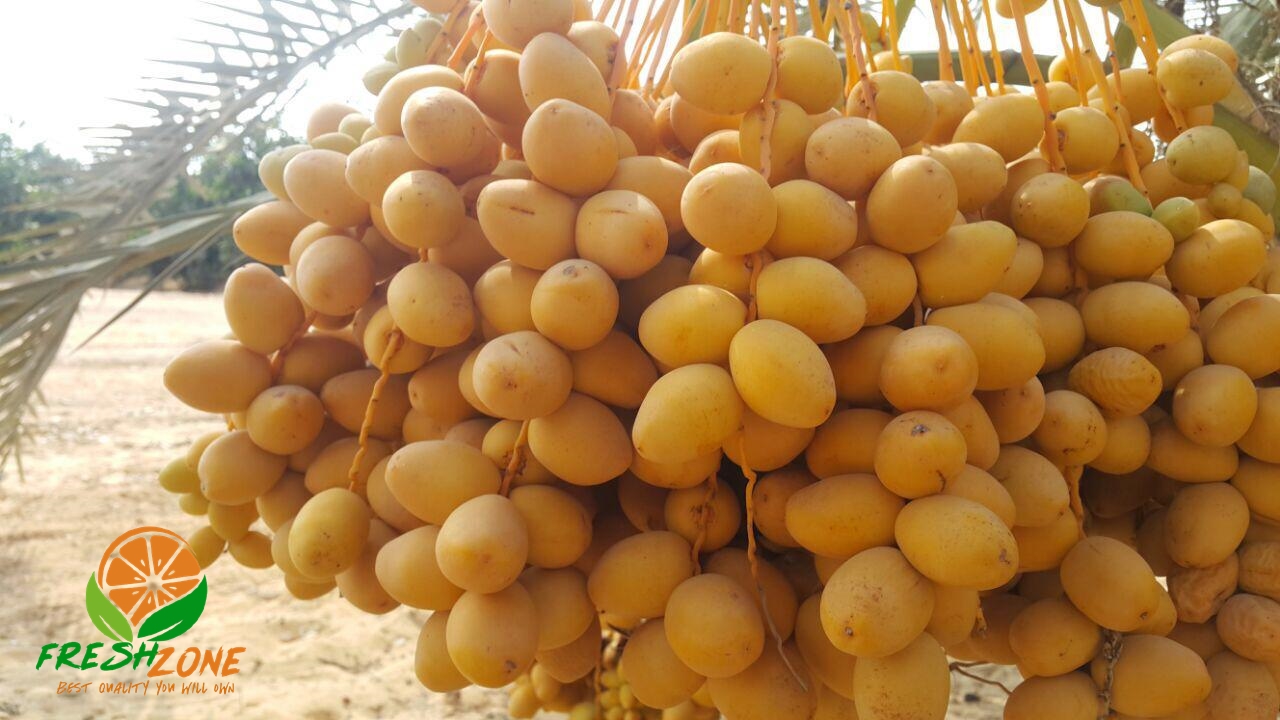Egyptian Fresh Dates , Delish taste from Egyptian desert . new crop is